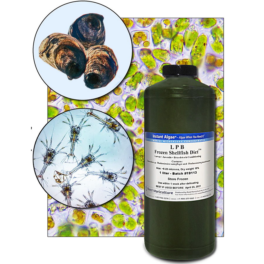 Frozen Algae LPB