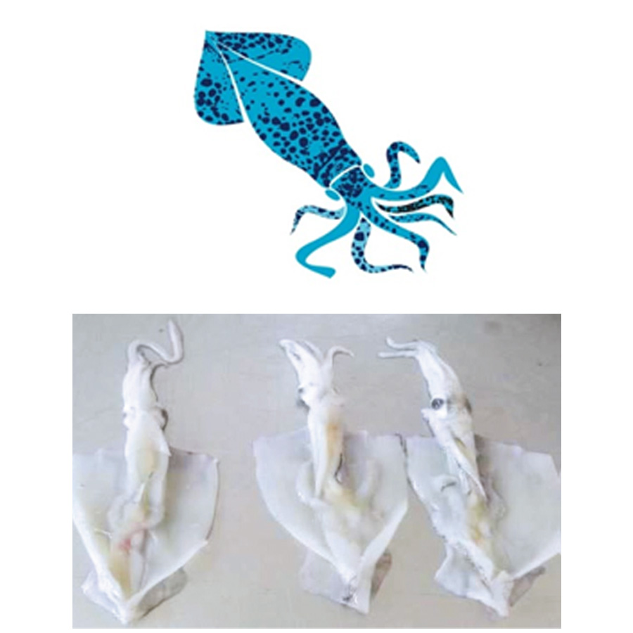 Loligo Squid Whole Frozen Squid